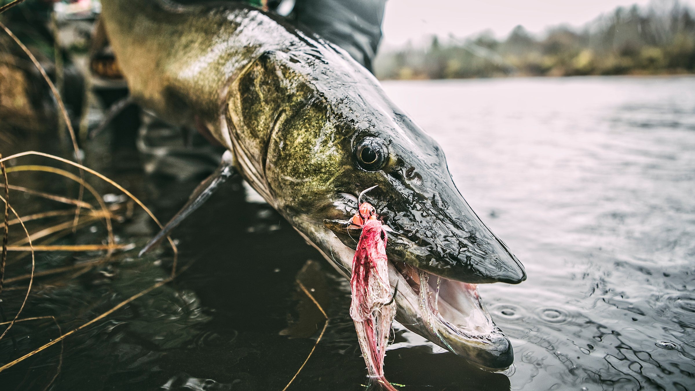 The New Echo Musky Fly Rod: Question and Answer with Ed McCoy