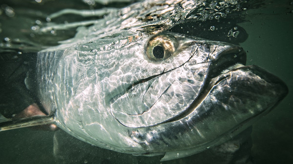 Tarpon
