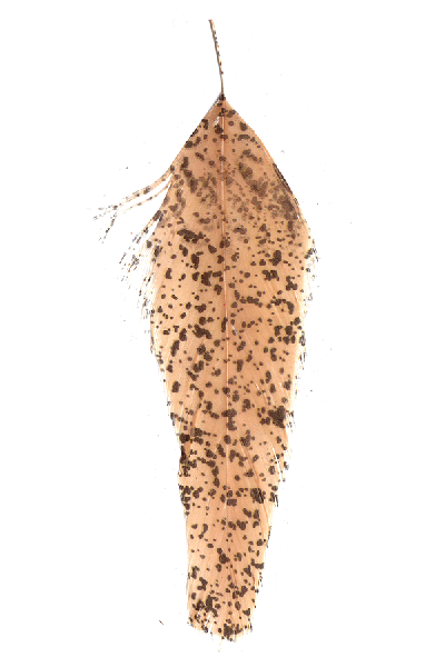 MFC Mottled Schlappen