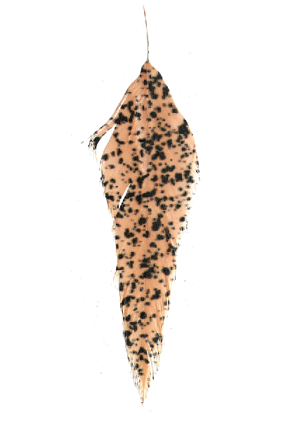 MFC Mottled Schlappen