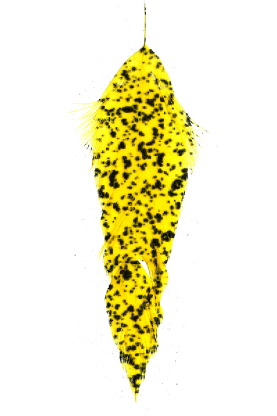 MFC Mottled Schlappen