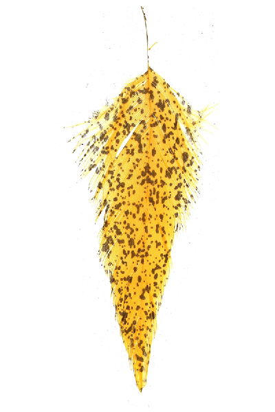 MFC Mottled Schlappen