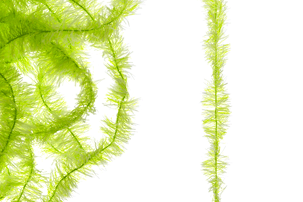 MFC Senyo&#39;s Super Satin Chenille