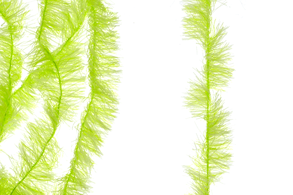 MFC Senyo&#39;s Super Satin Chenille