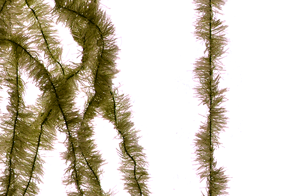 MFC Senyo&#39;s Super Satin Chenille