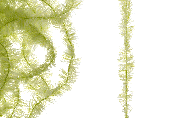 MFC Senyo&#39;s Super Satin Chenille