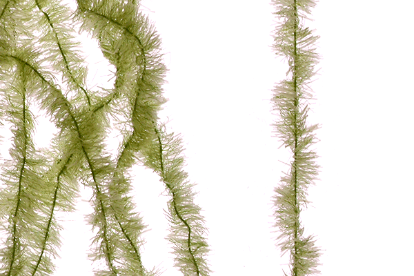 MFC Senyo&#39;s Super Satin Chenille