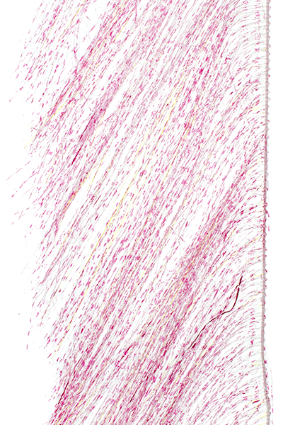 Senyo's Predator Wrap, UV - Barred Pink, close-up of the wrap fibers