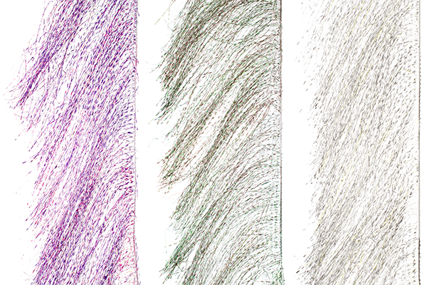 Senyo's Predator Wrap, UV - Barred colors side by side