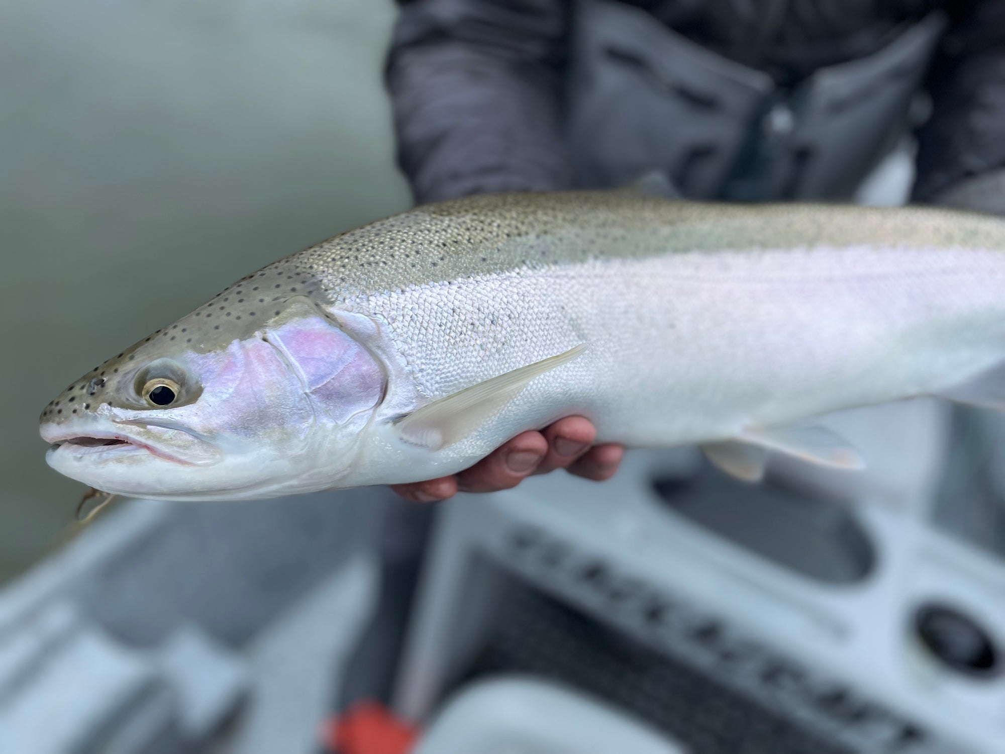 Tying Swing Flies for the Great Lakes Steelhead