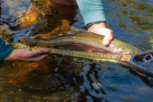 brown trout fishing net Fishpond Nomad Middle Fork Net - Brown Trout