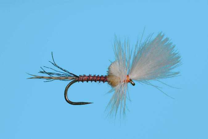 Last Chance Cripple Sulphur - 16