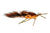 Jig Squirdle Bug Fly Craw over Rust/Orange