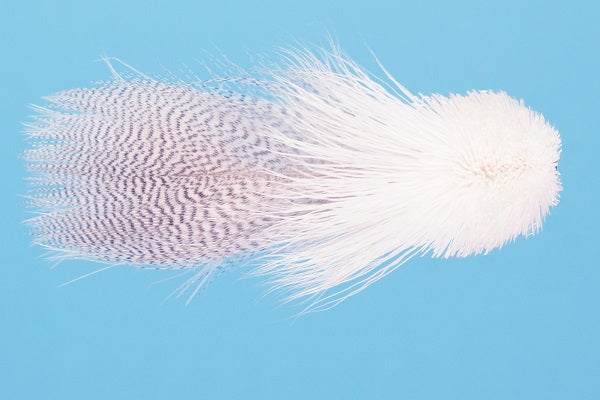 Galloup&#39;s Zoo Cougar White