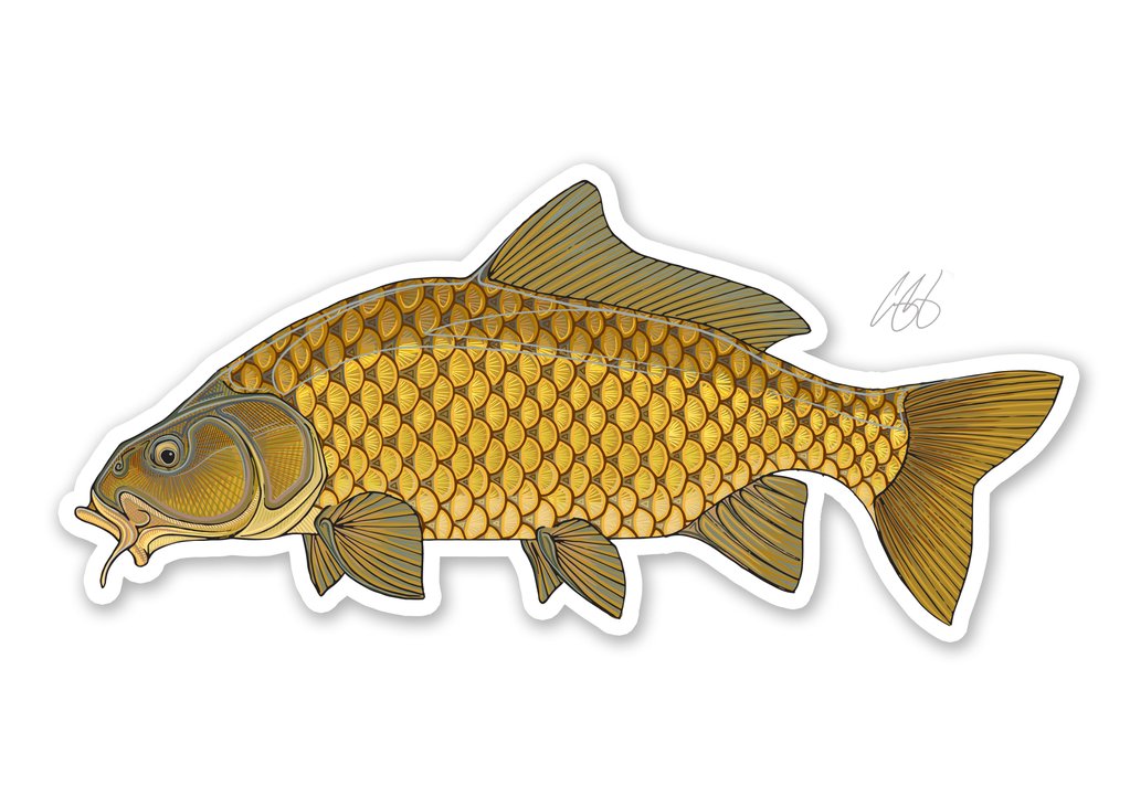 Underwood Carp Decal