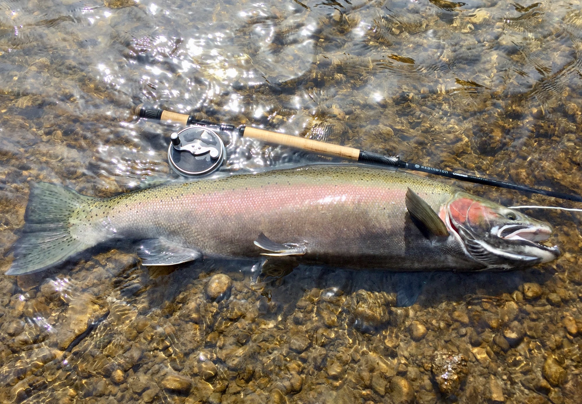 How to Catch a Great Lakes Steelhead