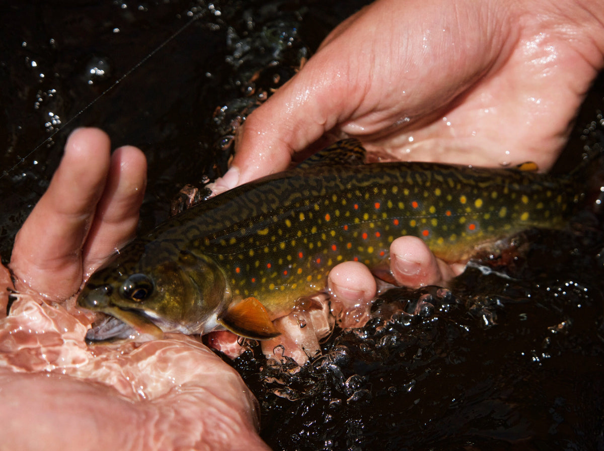 Fly Tying: Trout Soft Hackles