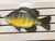 Batchik bluegill medium