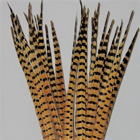https://mca.fish/cdn/shop/products/ringneck-tail-feathers_286x.png?v=1553885923