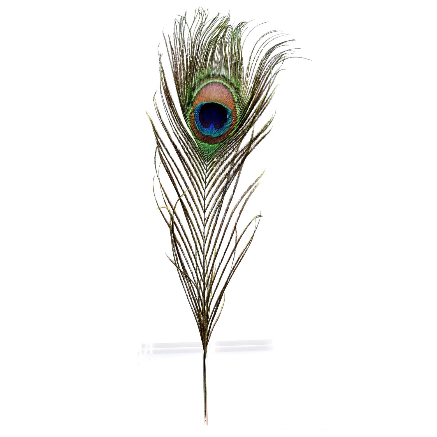 Wapsi Peacock Eye